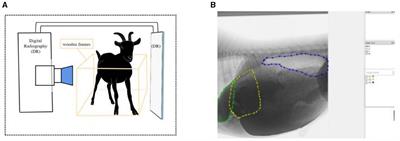 Exploring the reticulo-ruminal motility pattern in goats through medical barium meal imaging technology